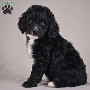 cooper, Cockapoo Puppy